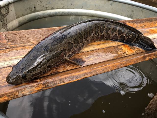 WhatsApp Image 2025-12-06 at 3.45.58 PM