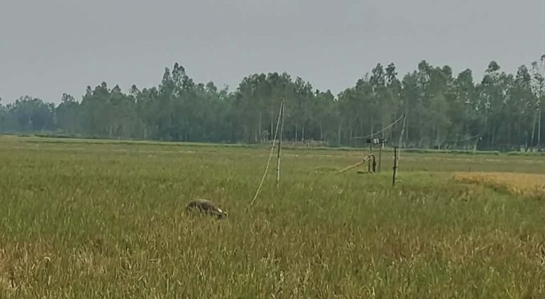 IMG-20260601-WA0010